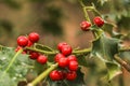 Ripe red European Holly or Christmas Holly tree fruits in forest