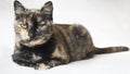 Senior female tortoiseshell cat lying down and staring judgingly at camera. Isolated cat in white background. Royalty Free Stock Photo