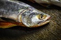 Freshly frozen pink salmon on a brown table closeup Royalty Free Stock Photo