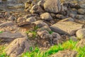 Waterfowl duck on the river bank among the stones extracts food