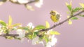 Nice small colorful bunting bird on cherry tree with several blooms Royalty Free Stock Photo