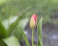 Single Flower in Spring Rain Royalty Free Stock Photo