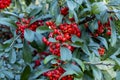 Horizontal photo of small green bush of cranberries. Few dark red berries are on the plant