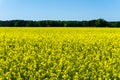 Many rapeseed plants with yellow blooms on a field next to woods Royalty Free Stock Photo