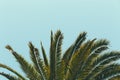 View of Palm Tree Fronds With a Light Blue Sky Background on a Sunny Day Royalty Free Stock Photo