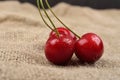 Horizontal photo of tree red cherries with water drops which are together on one green branch on jute on a table. Selective Royalty Free Stock Photo