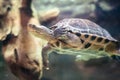 A horizontal photo of an turtle under water. The turtle swims in a beautiful underwater landscape Royalty Free Stock Photo