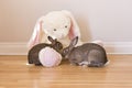 Horizontal photo of two adorable brown adult bunny rabbits playing around a giant white stuffed rabbit toy