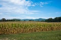 Corn Field in Autumn Ready to be Harvested Royalty Free Stock Photo