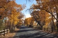 Road Flanked By Autumn Cottonwoods