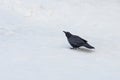 Profile View of a Black Crow Standing Alone on a Vast Field of White Winter Snow Royalty Free Stock Photo