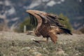 A horizontal photograph of one Cape Vulture gyps coprotheres in flight and about to land during sunrise in Spain Royalty Free Stock Photo