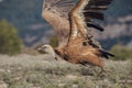 A horizontal photograph of one Cape Vulture gyps coprotheres in flight and about to land during sunrise in Spain Royalty Free Stock Photo