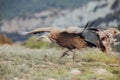 A horizontal photograph of one Cape Vulture gyps coprotheres in flight and about to land during sunrise in Spain Royalty Free Stock Photo