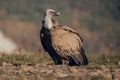 A horizontal photograph of one Cape Vulture gyps coprotheres in flight and about to land during sunrise in Spain Royalty Free Stock Photo