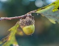 Single Green Acorn Hanging on a Small Branch of an Oak Tree Royalty Free Stock Photo