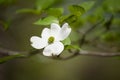 Single White Dogwood Bloom on a Branch in the Springtime Royalty Free Stock Photo