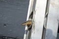 Small Lizard Hiding in the Rung of a Ladder