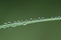 Water Droplets on a Green Blade of Grass Royalty Free Stock Photo