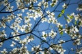 White Dogwood Blooms and Blue Sky Royalty Free Stock Photo