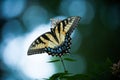 Yellow Butterfly on White Flowering Bush