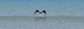 Horizontal picture of a pelican flying low over the water Royalty Free Stock Photo