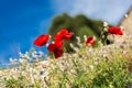 Horizontal picture of red wild poppies in grass with blue clear sky on background. Remembrance poppy. Spring background Royalty Free Stock Photo