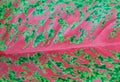 Horizontal of Pink Dieffenbachia Leaf Textured Background