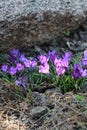 Horizontal plan for purple snowdrops that grow near a big stone. Spring flowers. Nature Royalty Free Stock Photo