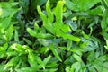 The Horizontal of Polypodium Diversifolium Textured Background Royalty Free Stock Photo