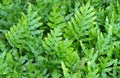 The Horizontal of Polypodium Diversifolium Textured Background Royalty Free Stock Photo