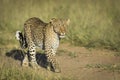 Horizontal portrait of an adult leopard with beautiful eyes and mane in Masai Mara in Kenya