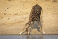 Horizontal portrait of an adult male giraffe drinking water in Kruger Park in South Africa Royalty Free Stock Photo