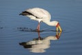 Horizontal portrait of an adult yellow billed stork fishing in Moremi Okavango Delta in Botswana