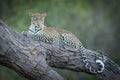 Horizontal portrait of a beautiful leopard lying in tree in Khwai River in Okavango Delta Botswana