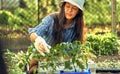 Horizontal portrait of a female gardener farming in the garden to grow new plants. A farmer woman examination of seedlings on the