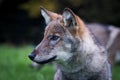 Portrait of a wolf cub on green grass Royalty Free Stock Photo