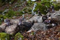 horizontal portrait of a group of vultures disputing their carrion, the carcass of a fallen sheep. they take turns to eat their