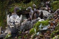 horizontal portrait of a group of vultures disputing their carrion, the carcass of a fallen sheep. they take turns to eat their