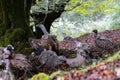 horizontal portrait of a group of vultures disputing their fallen sheep. two of them with open chambers bring order to the group, Royalty Free Stock Photo