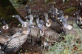 horizontal portrait of a group of vultures looking for carrion to feed on. they are in their natural state, in the wild, in a Royalty Free Stock Photo