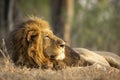 Horizontal portrait of a male lion looking towards setting sun in Kruger Park in South Africa Royalty Free Stock Photo