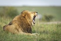 Horizontal portrait of a male lion yawning in Masai Mara in Kenya Royalty Free Stock Photo