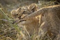 Horizontal portrait of a naughty lion cub biting on its brother`s tail with its teeth in Kruger Park in South Africa