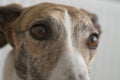 Horizontal portrait of pet dog greyhound. Sight hound with big eyes Royalty Free Stock Photo