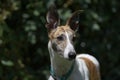 Horizontal portrait of a pet greyhound dog against a dark background Royalty Free Stock Photo