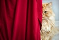 Horizontal portrait of red half persian cat with yellow eyes looking from behind red curtain. Domestic beautiful beloved cat. Royalty Free Stock Photo