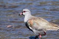 Horizontal portrait of southern lapwing (Vanellus Chilensis) walking and on shallow water near rocky ground shore Royalty Free Stock Photo