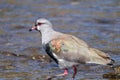 Horizontal portrait of southern lapwing (Vanellus Chilensis) walking on shallow water near rocky ground shore Royalty Free Stock Photo