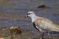 Horizontal portrait of southern lapwing (Vanellus Chilensis) walking on shallow water near rocky ground shore Royalty Free Stock Photo